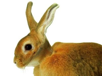 Carcan de protection pour lapins Buster Carcan De Protection Pour Lapins -Magasin De Fournitures Pour Chiens De Compagnie 250211 172715 PEEL eCdZRM 14