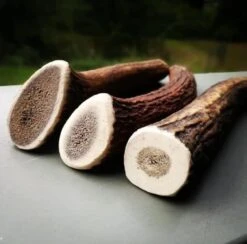 Evident Bois De Cerf Entier M -Magasin De Fournitures Pour Chiens De Compagnie bois de cerf 2 1 1