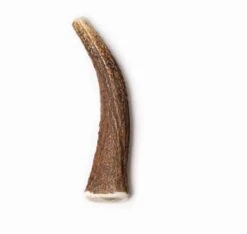 Evident Bois De Cerf Entier M