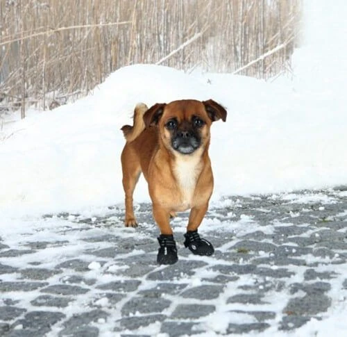 Trixie Bottes Protection Walker Active XS - S x 2 Trixie Bottes Protection Walker Active XS - S X 2 -Magasin De Fournitures Pour Chiens De Compagnie bottes