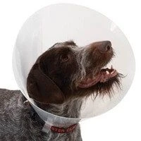 Buster Carcan classique pour chiens - 40 cm Buster Carcan Classique Pour Chiens - 40 Cm -Magasin De Fournitures Pour Chiens De Compagnie buster collar 1