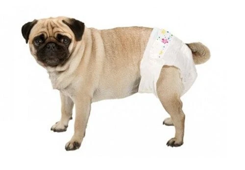 Couche-culotte Camon Chien M x12 Couche-culotte Camon Chien M X12 -Magasin De Fournitures Pour Chiens De Compagnie couche