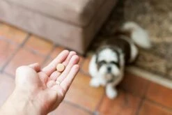 Drontal Chien 6 Cps -Magasin De Fournitures Pour Chiens De Compagnie drontal 1 2