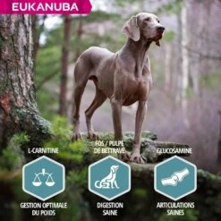 Eukanuba Chien Adult Grande Race Saumon & Orge 2.5 Kg - Destockage -Magasin De Fournitures Pour Chiens De Compagnie eukanuba chien adult grande race saumon orge 5