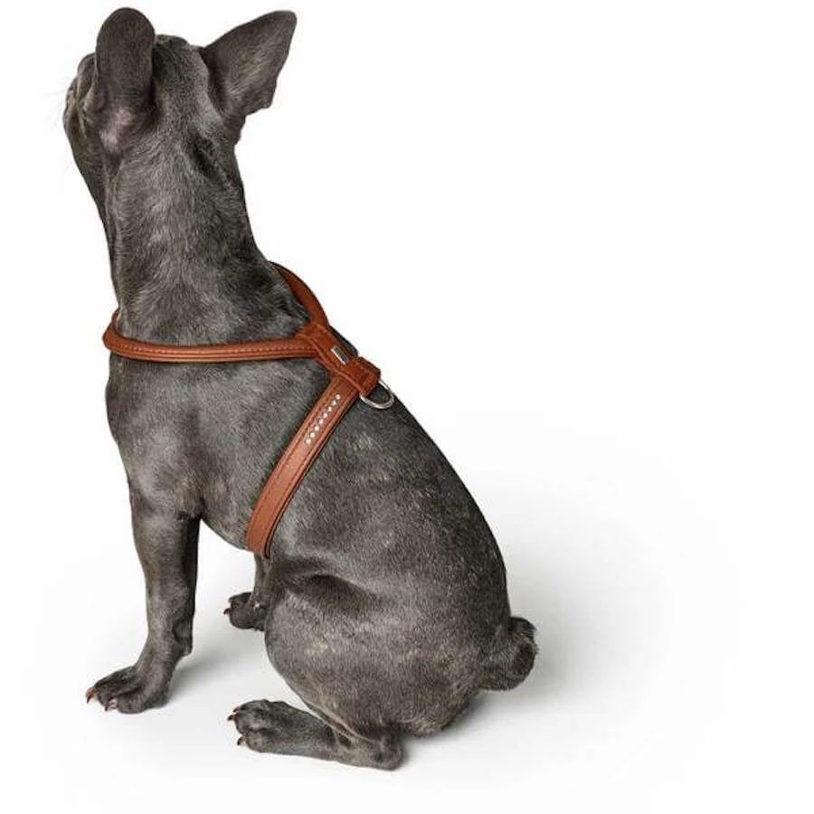 Hunter Harnais Modern Art R&S Petit Luxus Pour Chien Cognac XS -Magasin De Fournitures Pour Chiens De Compagnie hunter harnais modern art r s petit luxus pour chien cognac