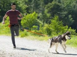 I-Dog Ceinture Canicross One 5 I-Dog Ceinture Canicross One -Magasin De Fournitures Pour Chiens De Compagnie i dog ceinture canicross one4