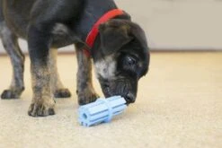 KONG Puppy Teething Stick M -Magasin De Fournitures Pour Chiens De Compagnie kong puppy teething stick la compagnie des animaux 2