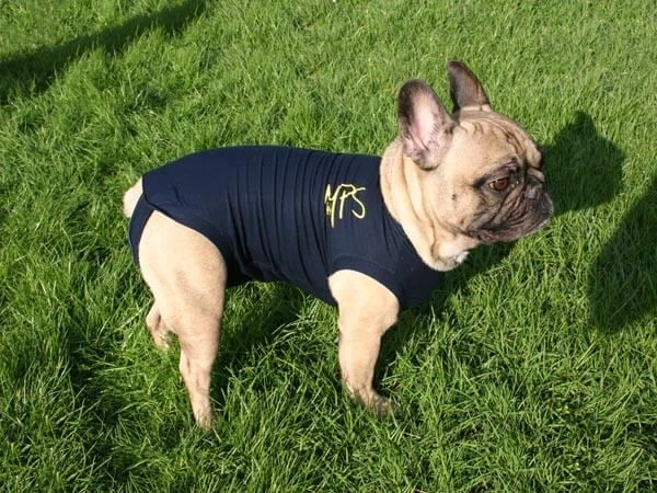 Medical Pet Shirt Chien M Medical Pet Shirt Chien M -Magasin De Fournitures Pour Chiens De Compagnie medical pet shirt chien 1 1 1 2