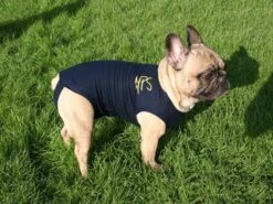 Medical Pet Shirt Chien L -Magasin De Fournitures Pour Chiens De Compagnie medical pet shirt chien 1 1 1 2 1