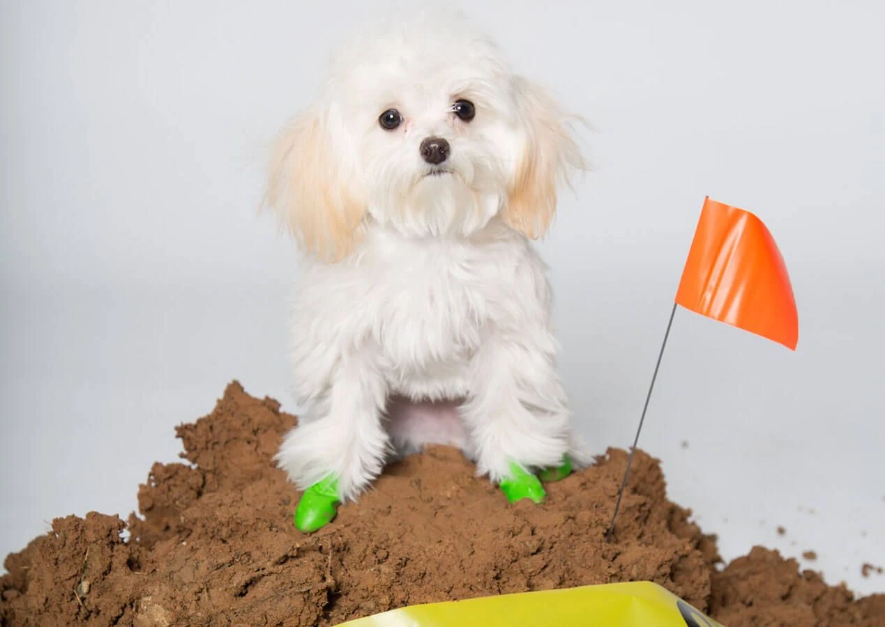 Pawz Bottes Noires Tiny -Magasin De Fournitures Pour Chiens De Compagnie pawz bottes vertes tiny