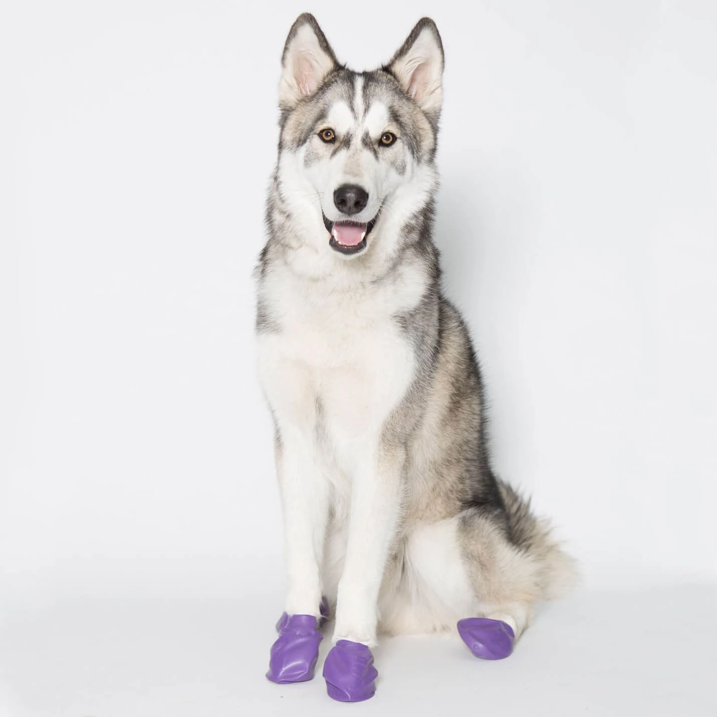 Pawz Bottes Noire L -Magasin De Fournitures Pour Chiens De Compagnie pawz bottes violettes l