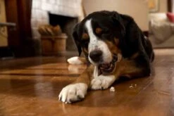 Prozym RF2 Sticks Chiens S/M 0-25 Kg -Magasin De Fournitures Pour Chiens De Compagnie prozym rf2 sticks chiens s m 0 25 kg