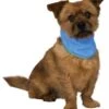 Trixie Bandana Rafraîchissant S -Magasin De Fournitures Pour Chiens De Compagnie trixie bandana rafrai chissant s