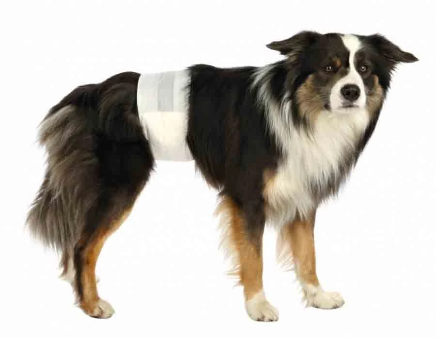 Trixie Couches pour chiens mâles S-M Trixie Couches Pour Chiens Mâles S-M -Magasin De Fournitures Pour Chiens De Compagnie trixie couches pour chiens ma les s m2