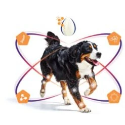 Virbac Movoflex Chien S -Magasin De Fournitures Pour Chiens De Compagnie virbac movoflex chien s 4