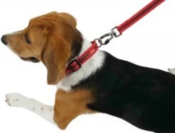 Zolux Laisse MOOV Noir 25 Mm -Magasin De Fournitures Pour Chiens De Compagnie zolux laisse moov 25 mm3 3 1